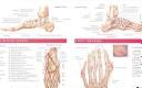 Cover of: Anatomy And Injuries Of The Foot And Ankle | Anatomical Chart Co