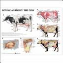Cover of: Bovine Anatomy: The Cow Anatomical Chart