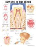 Cover of: Anatomy of the Teeth Anatomical Chart