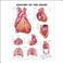 Cover of: Anatomy Of The Heart Chart