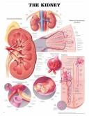 Cover of: The The Kidney Anatomical Chart