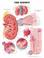 Cover of: The The Kidney Anatomical Chart