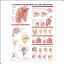 Cover of: Anatomy and Injuries of the Shoulder Anatomical Chart