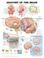 Cover of: Anatomy of the Brain Anatomical Chart