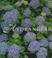 Cover of: Hydrangeas