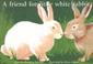 Cover of: A Friend for Little White Rabbit (New PM Story Books)