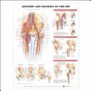 Cover of: Anatomy and Injuries of the Hip Anatomical Chart