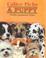 Cover of: Calico Picks a Puppy