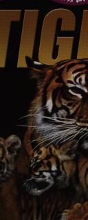 Cover of: Tigers (QEB Animal Lives)
