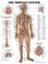 Cover of: The Nervous System Anatomical Chart