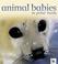Cover of: Animal Babies in  Polar Lands (Animal Babies)