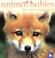 Cover of: Animal Babies In Towns and Cities (Animal Babies)