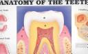 Cover of: Anatomy of the Teeth: Anatomical Chart