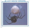 Cover of: Black Widow Spiders (Spider Discovery Library)