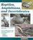 Cover of: Reptiles, Amphibians, and Invertebrates