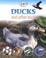 Cover of: Ducks and Other Birds (Morgan, Sally. Life Cycles.)