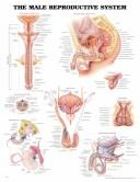 Cover of: The The Male Reproductive System Anatomical Chart