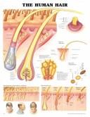 Cover of: The The Human Hair Anatomical Chart