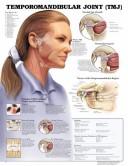 Cover of: Temporomandibular Joint (TMJ) Anatomical Chart