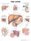 Cover of: The The Liver Anatomical Chart