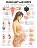 Cover of: Pregnancy and Birth