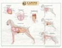 Cover of: Canine Internal Organ Anatomy Chart