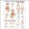 Cover of: Anatomy and Injuries of the Hand and Wrist Anatomical Chart