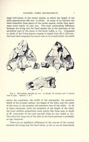 Fossil specimens of Macrochelys from the Tertiary of the plains by Rainer Zangerl
