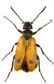 Cover of: Catalogue of Palaearctic Coleoptera: Elateroidea, Derodontoidea, Bostrichoidea, Lymexyloidea, Cleroidea, Cucujoidea