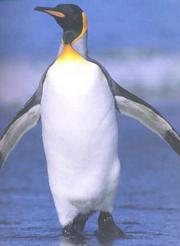 Cover of: king penguin, Aptenodytes patagonica of South Georgia.