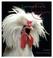 Cover of: Extraordinary Chickens