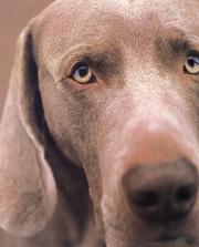 Cover of: William Wegman Polaroids