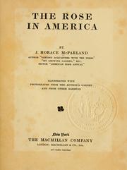 Cover of: rose in America