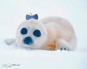Cover of: How to make your baby seal adorable for the winter.... | 