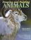 Cover of: Drawing and Painting Animals