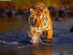 Biography of a Bengal tiger