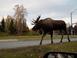 Cover of: Bowhunting Alaska's wild rivers