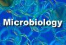 Cover of: Microbiology Study Guide by Patrick Leonardi