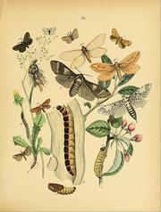 European butterflies and moths by William Forsell Kirby