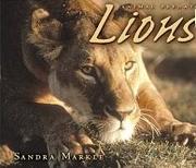 Cover of: Lions by Sandra Markle