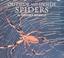 Cover of: Outside And Inside Spiders