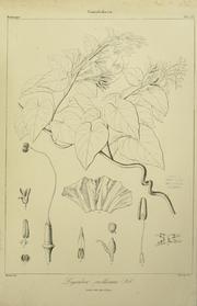Cover of: Phytographia canariensis