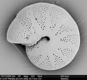 Cover of: Neogene planktonic foraminifera: a phylogenetic atlas