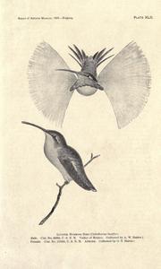 The Humming Birds by Robert Ridgeway