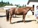 Cover of: Building the equine hoof