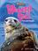 Cover of: Weddell Seal