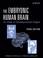 Cover of: The Embryonic Human Brain