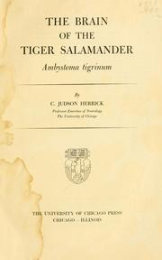 Cover of: The brain of the tiger salamander, Ambystoma tigrinum.