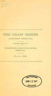 Cover of: grass thrips, Anaphothrips striata (Osb.)