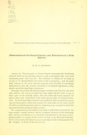 Cover of: Observations on the Genus Caprella, and description of a new species by William N. Lockington